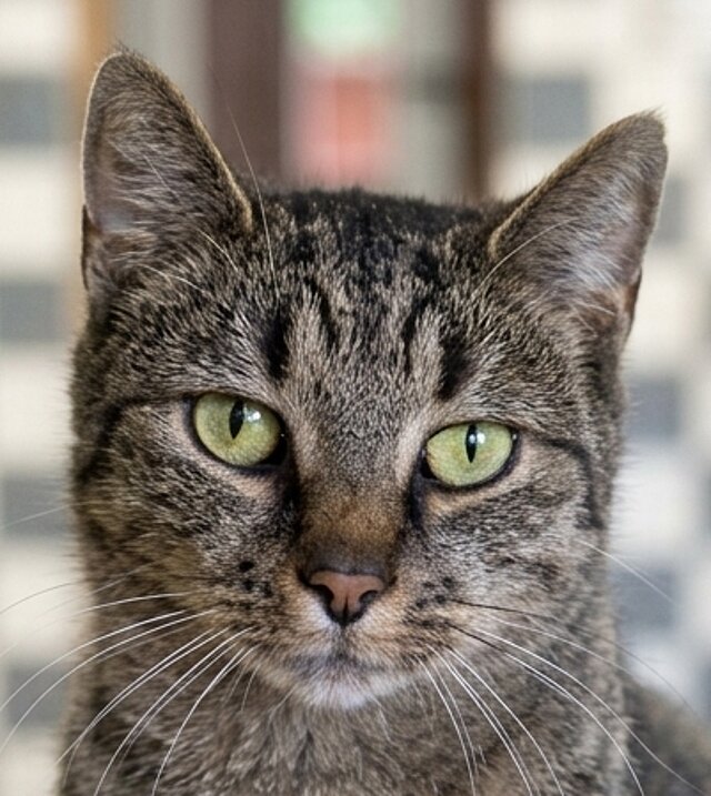 Adele, Hauskatze – Tierheim Pflanzwirbach